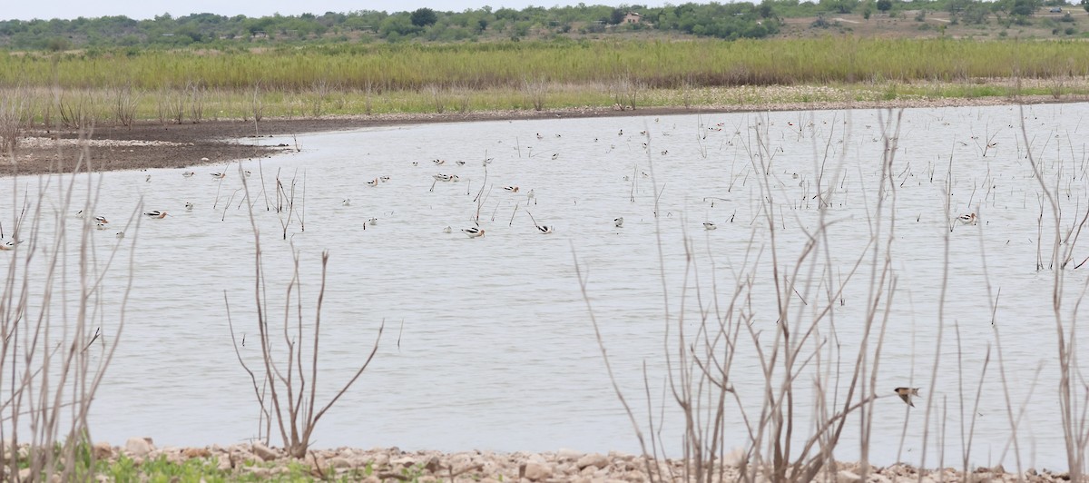 Avoceta Americana - ML617729987