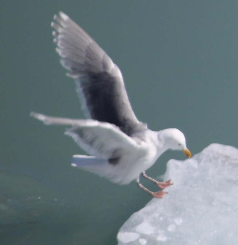 Glaucous-winged Gull - Willet Schraft