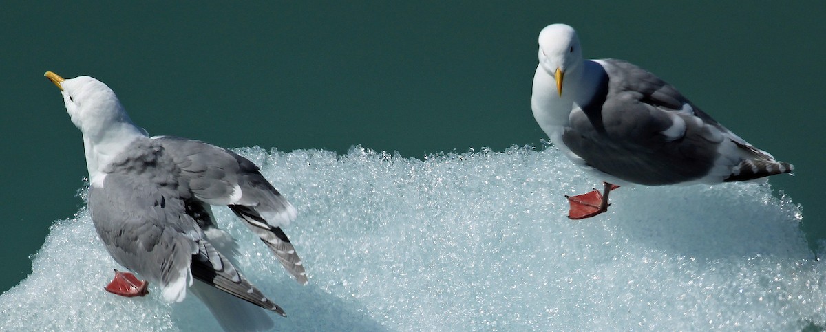 Glaucous-winged Gull - ML617729991