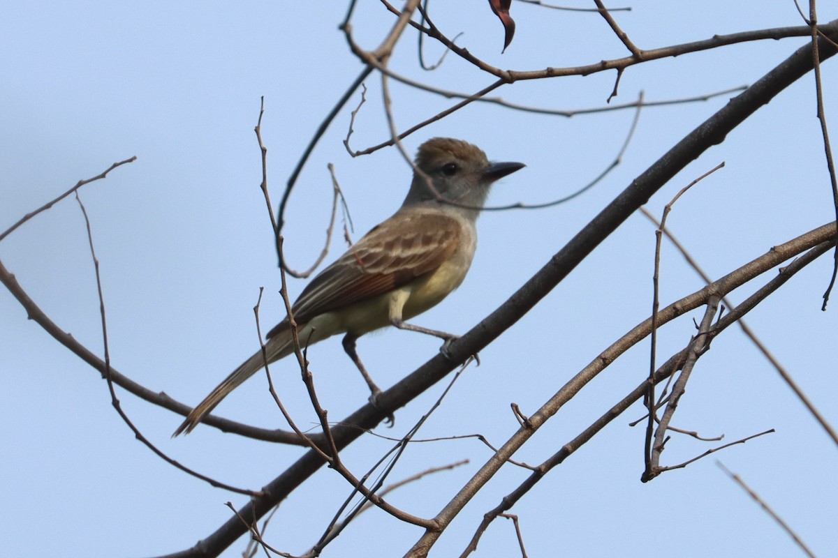 Ash-throated Flycatcher - ML617729997