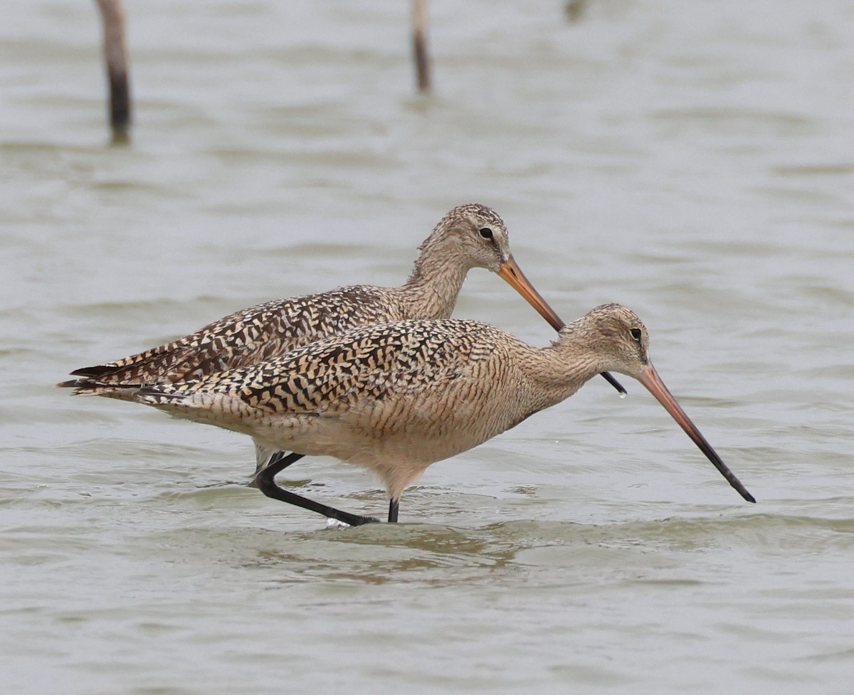 Marbled Godwit - Kenneth  Thompson