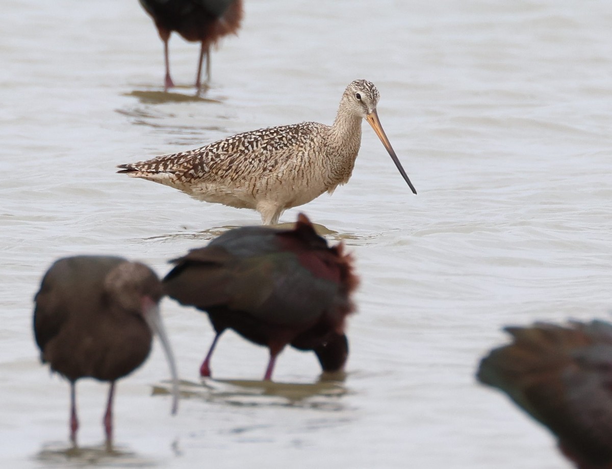 Marbled Godwit - ML617730004