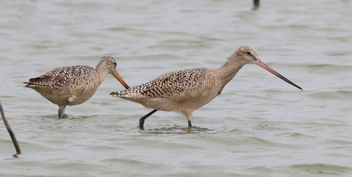 Marbled Godwit - ML617730006