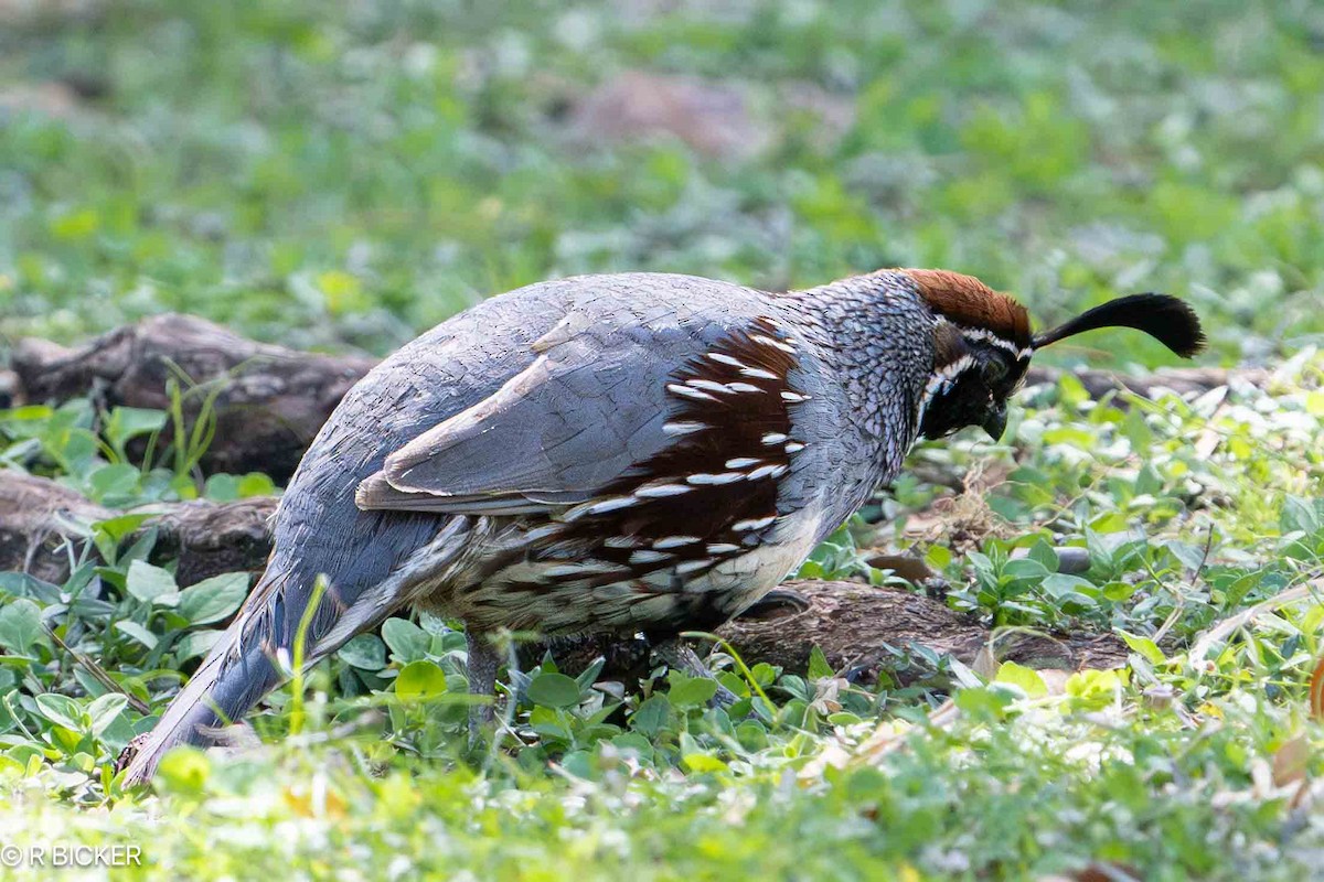 Gambel's Quail - ML617730056