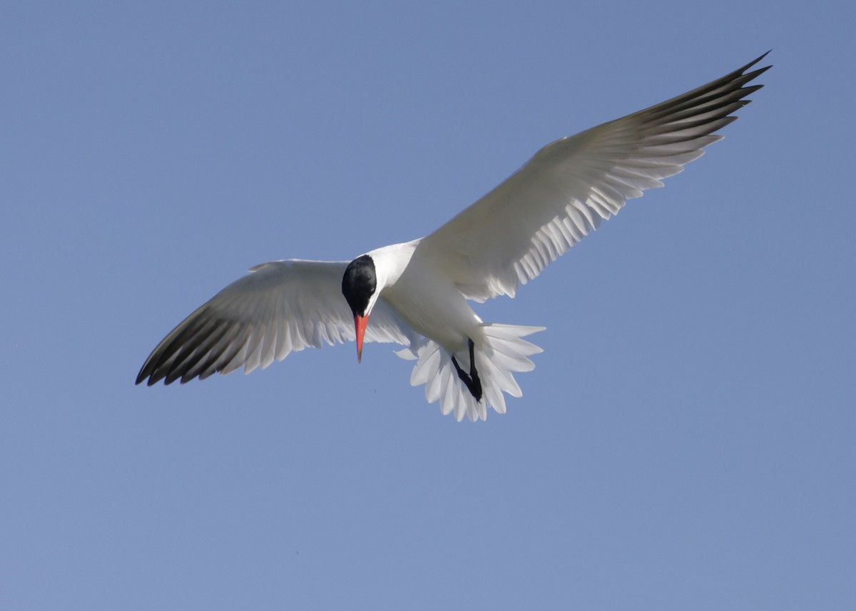 Caspian Tern - Dean LaTray