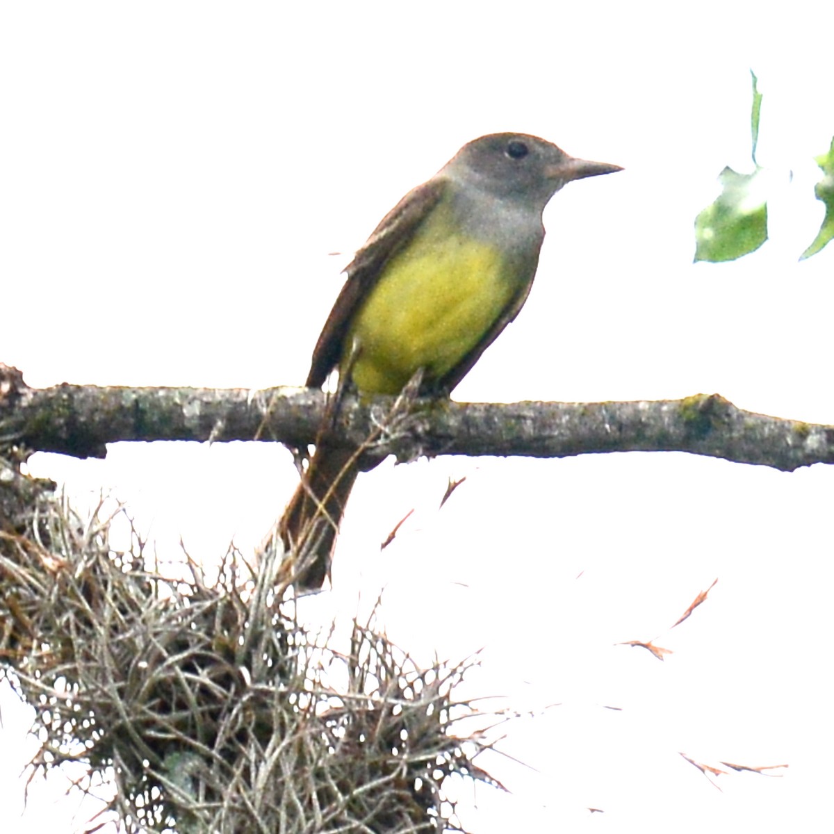 Great Crested Flycatcher - ML617730095
