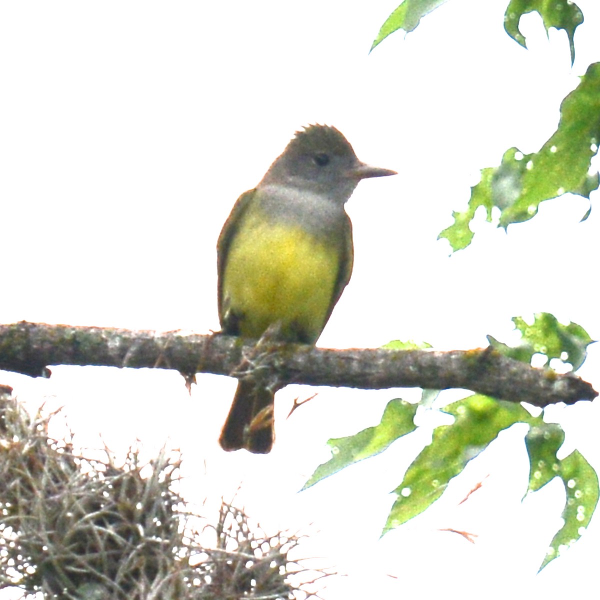 Great Crested Flycatcher - ML617730096