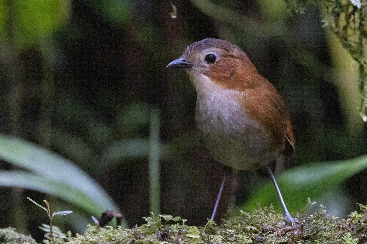 Rusty-tinged Antpitta - ML617730106