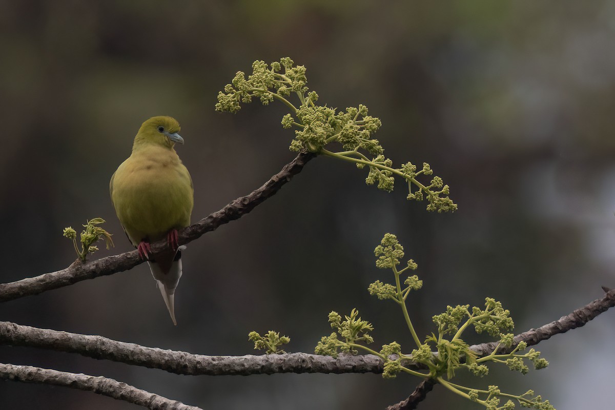 Pin-tailed Green-Pigeon - ML617730123