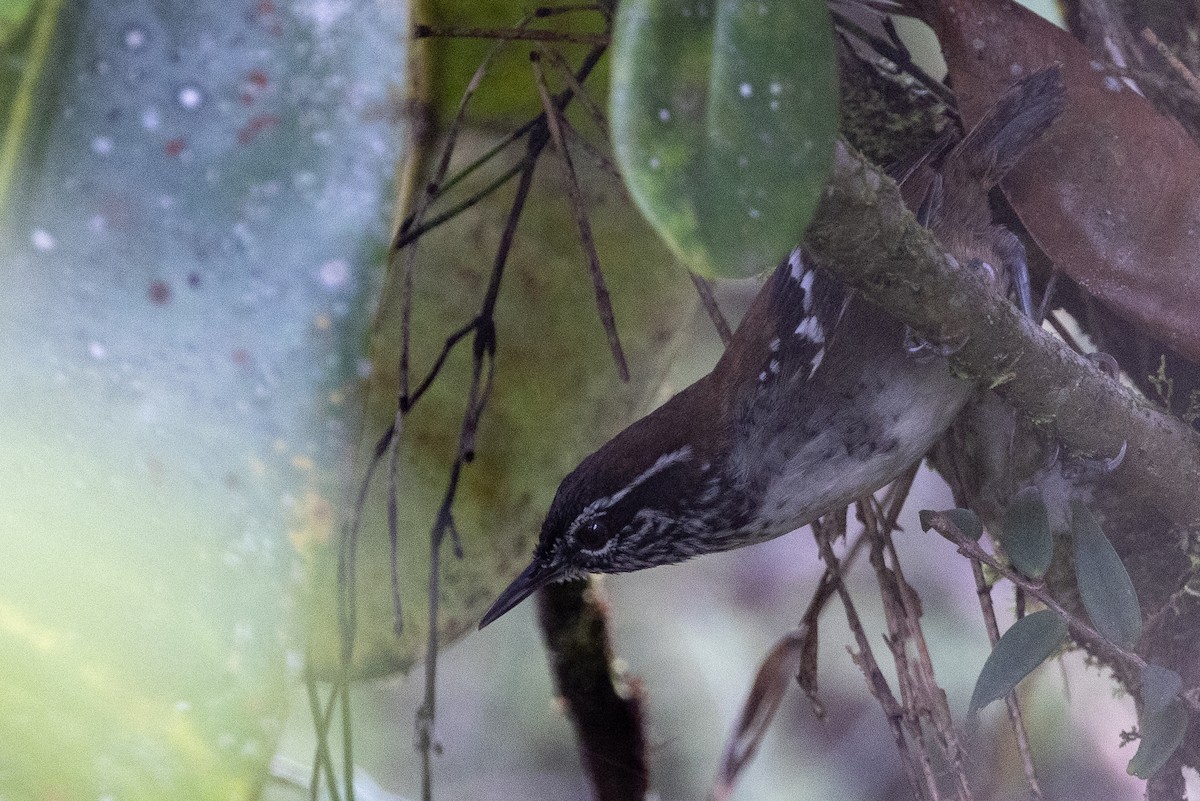 Bar-winged Wood-Wren - ML617730173