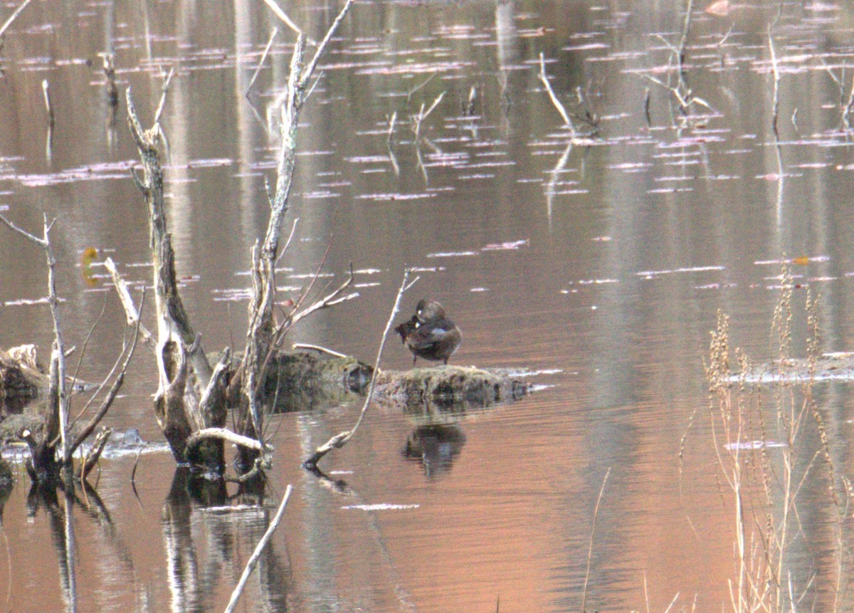 Ring-necked Duck - ML617730212