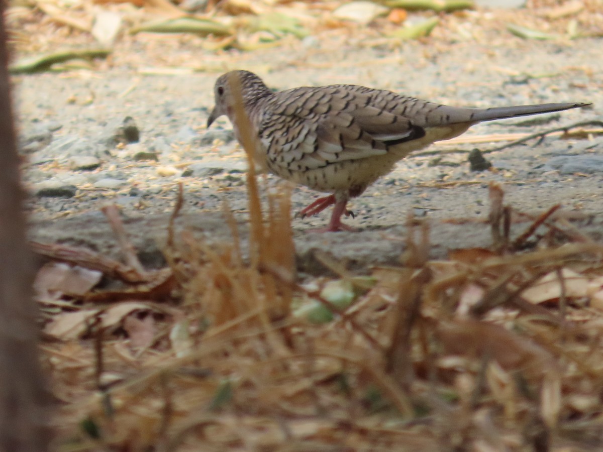 Scaled Dove - Manuel Franco