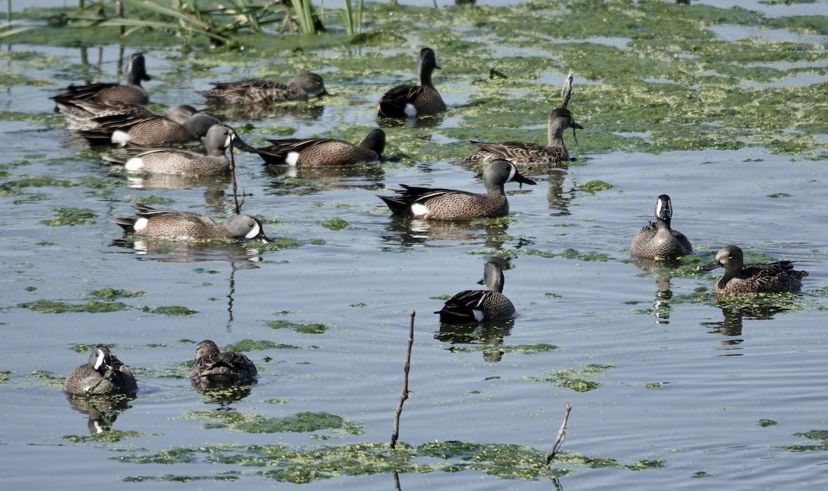 Blue-winged Teal - ML617730228