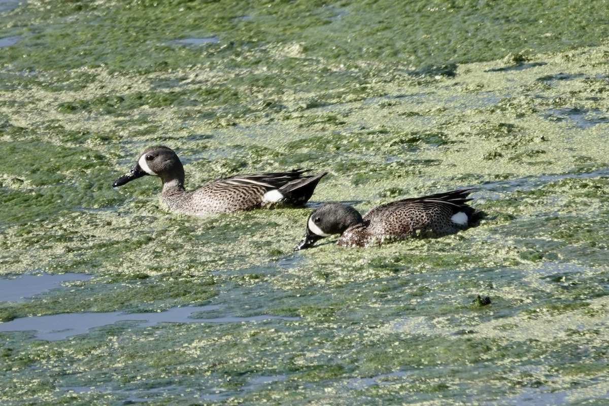 Blue-winged Teal - ML617730229