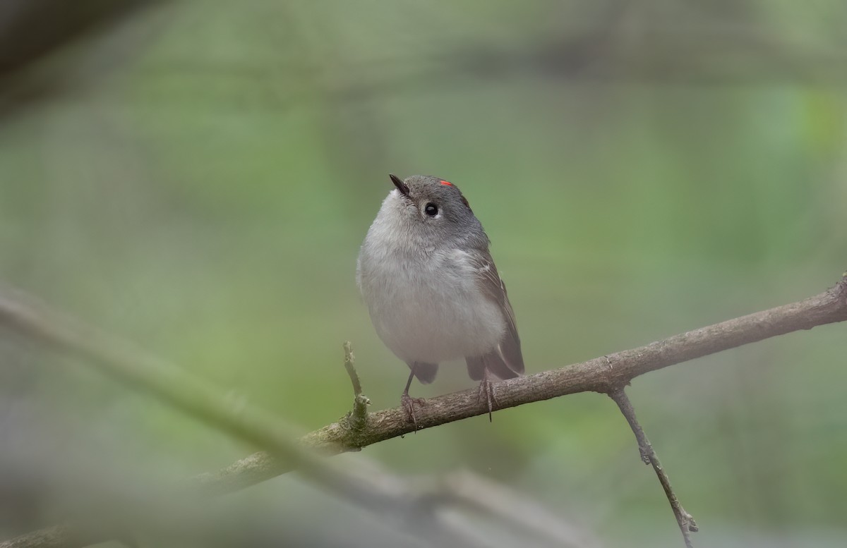 Ruby-crowned Kinglet - ML617730243