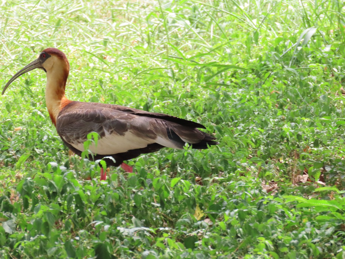 Buff-necked Ibis - ML617730249