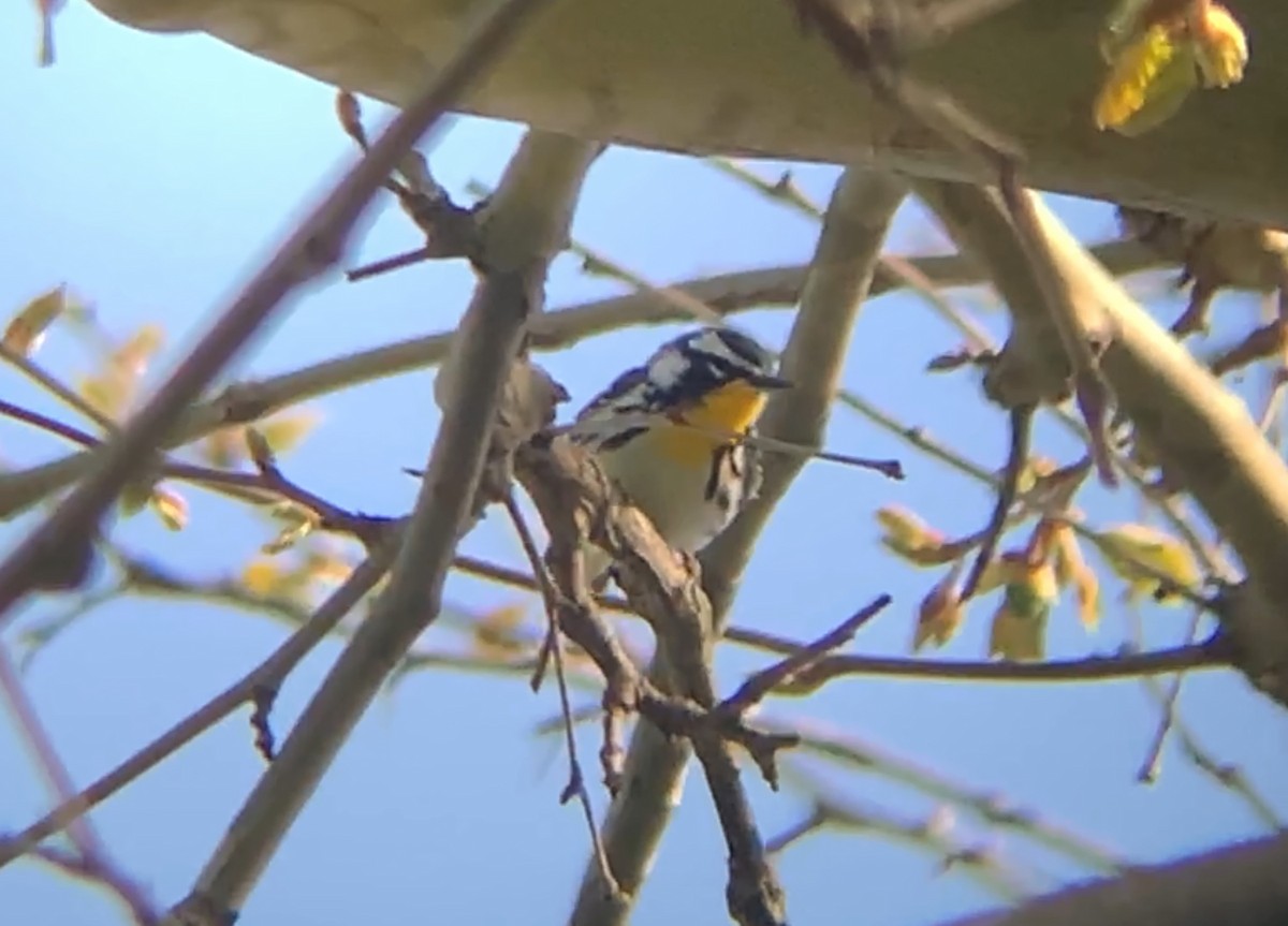 Yellow-throated Warbler - Mietron Shahbodaghloo