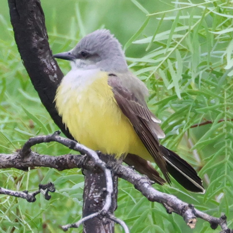 Western Kingbird - ML617730277