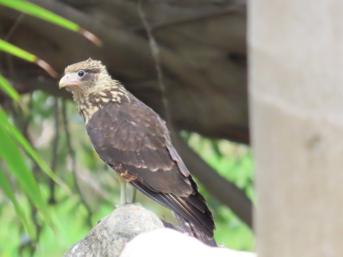 Yellow-headed Caracara - ML617730279