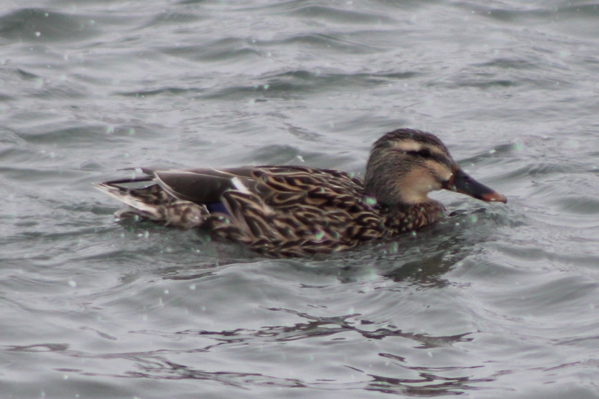 Canard colvert - ML617730281