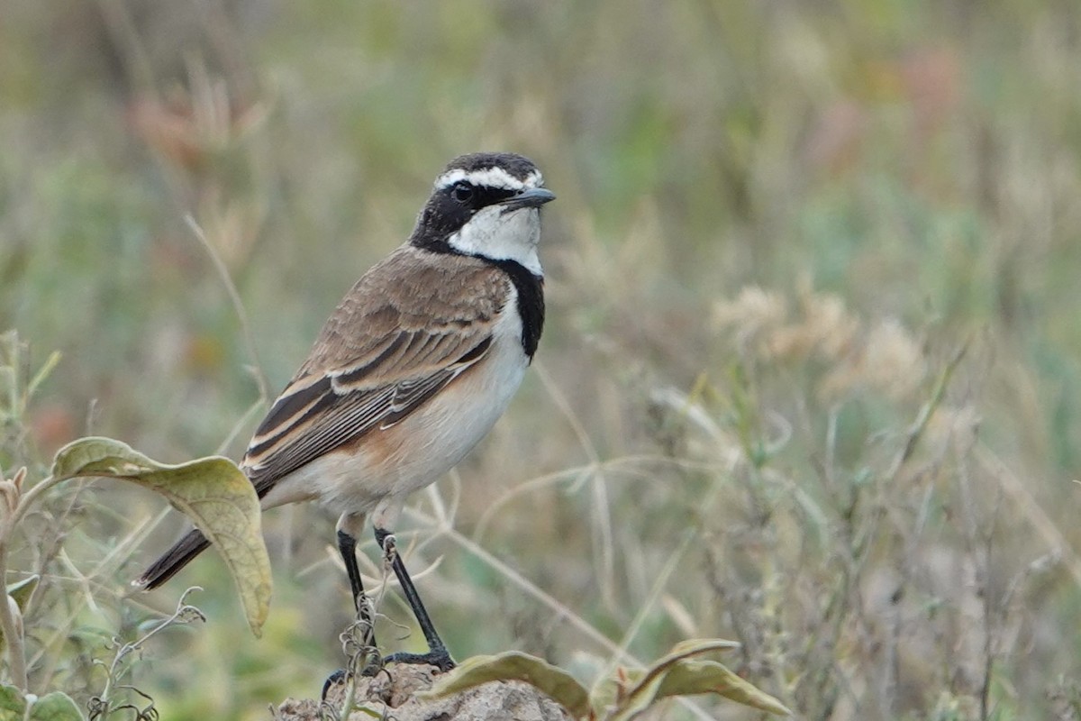 Capped Wheatear - ML617730288