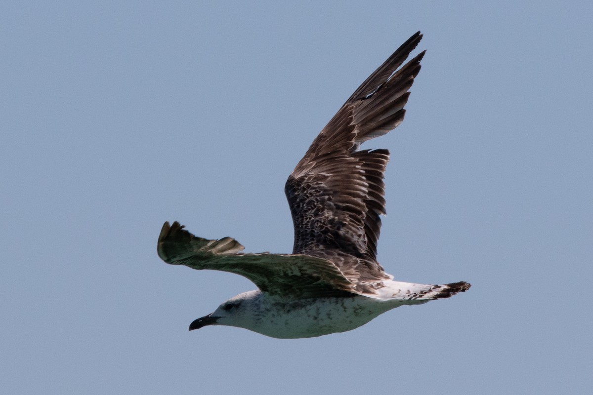 Lesser Black-backed Gull - ML617730309