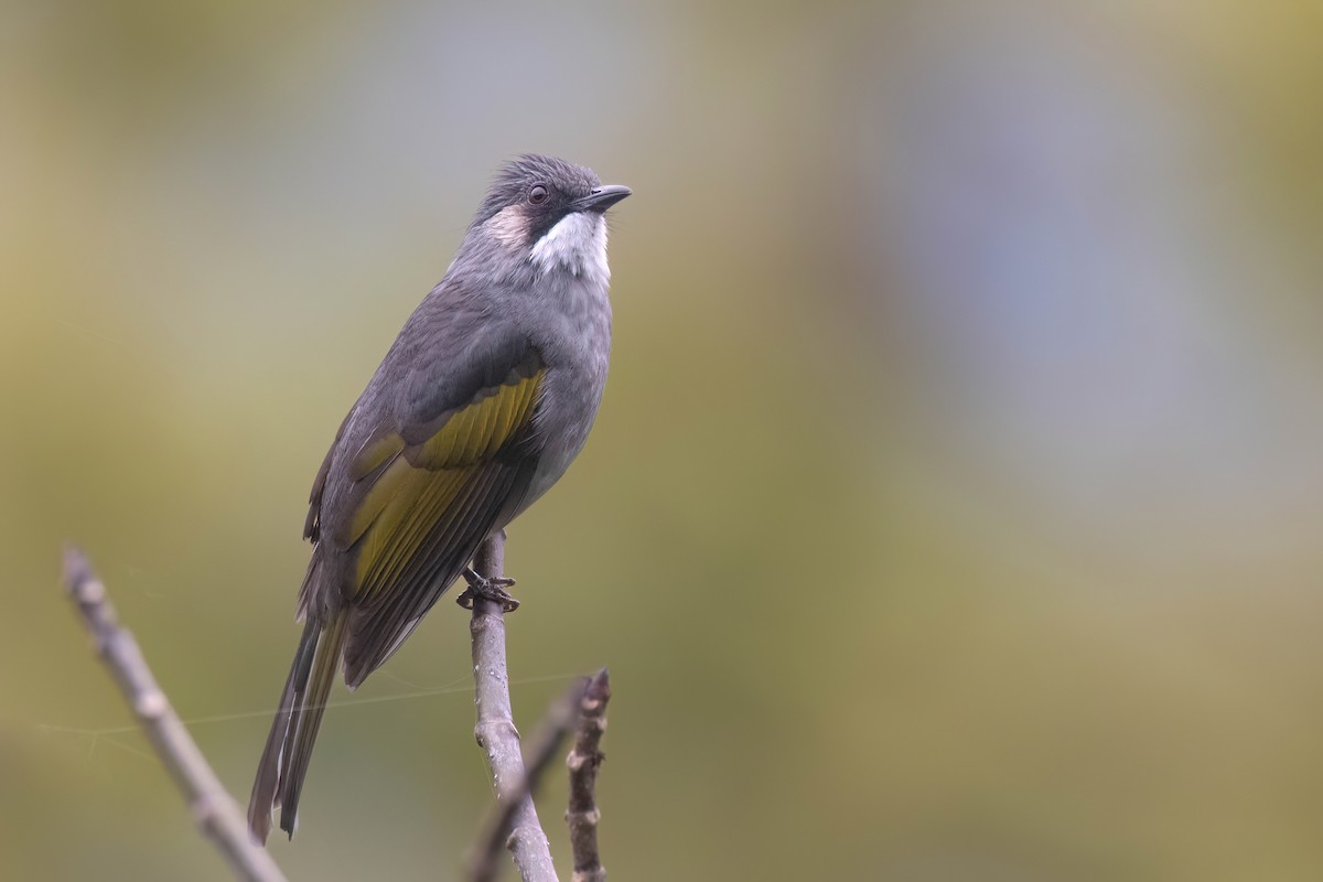 Ashy Bulbul - Chris Venetz | Ornis Birding Expeditions