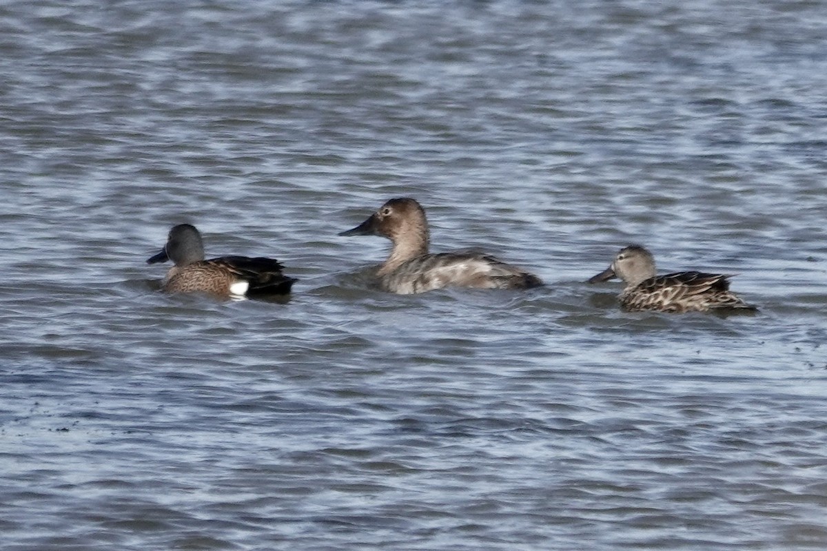 Canvasback - ML617730342