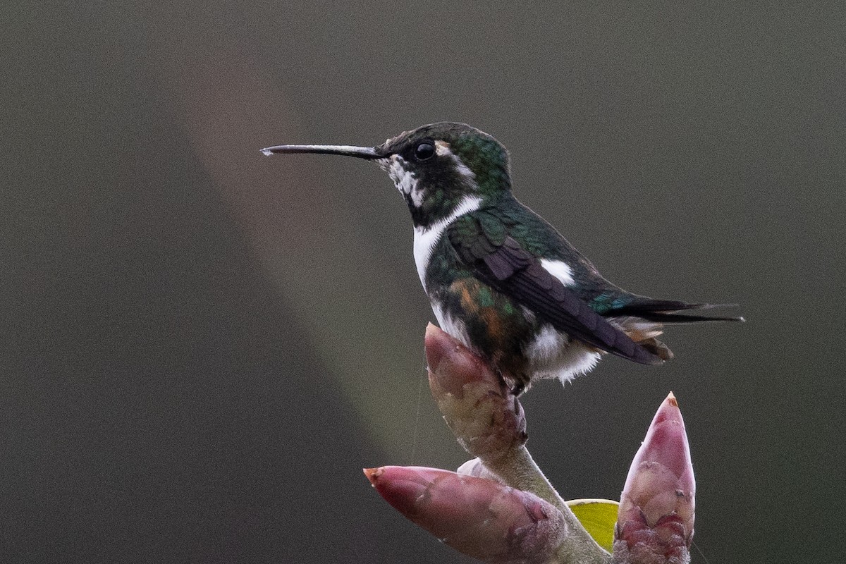 White-bellied Woodstar - ML617730367