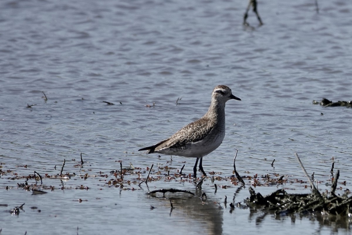 American Golden-Plover - John Besser