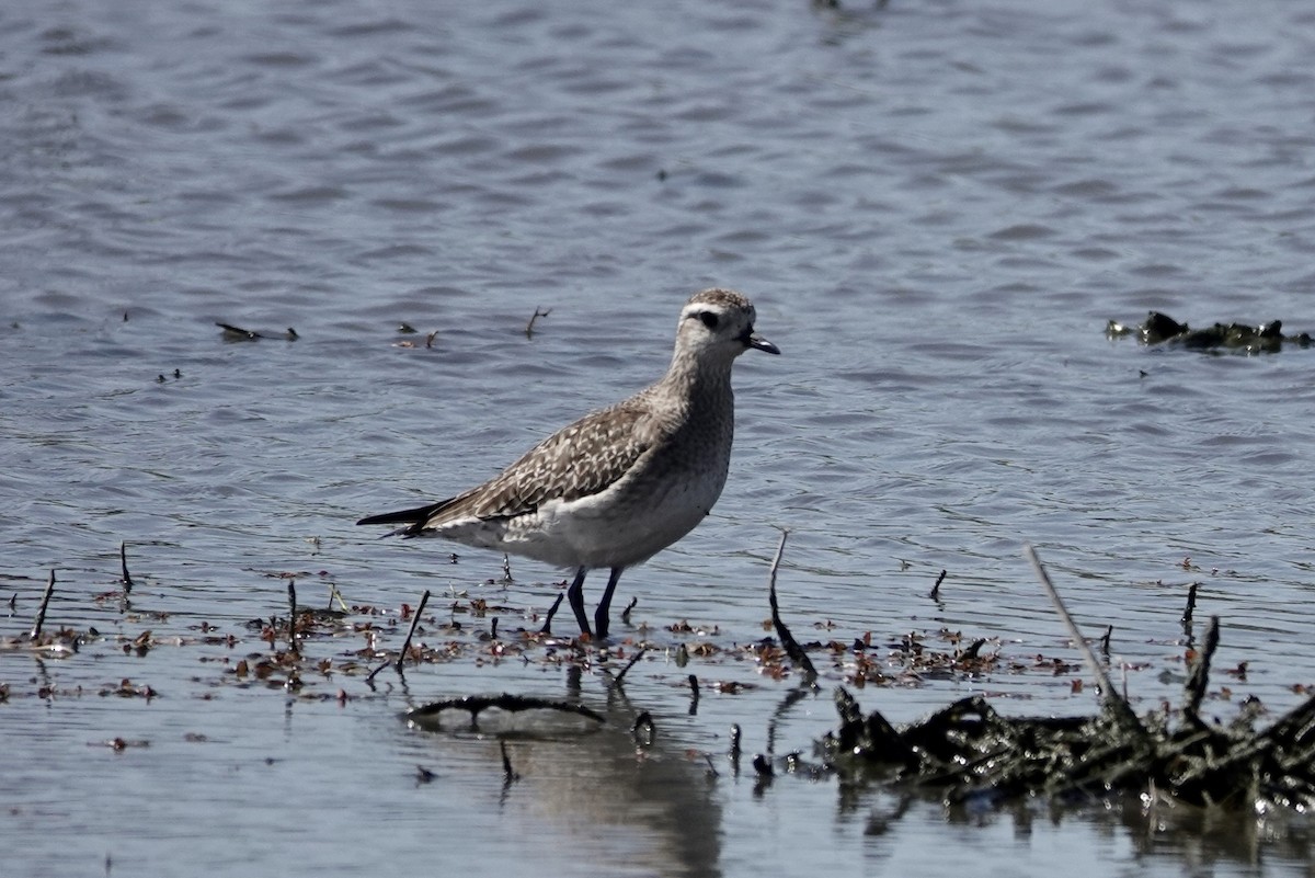American Golden-Plover - ML617730373
