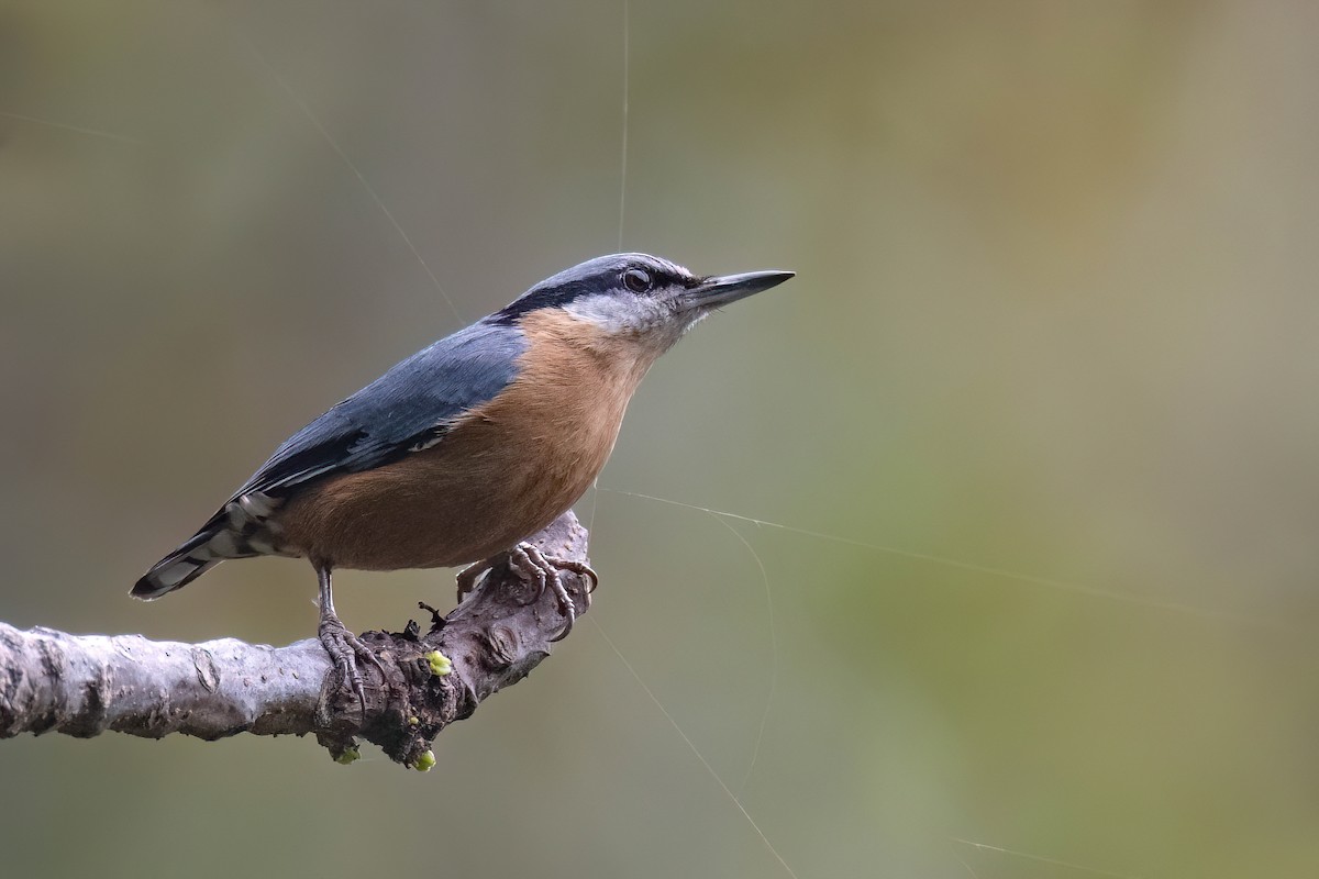 Chestnut-bellied Nuthatch - Chris Venetz | Ornis Birding Expeditions