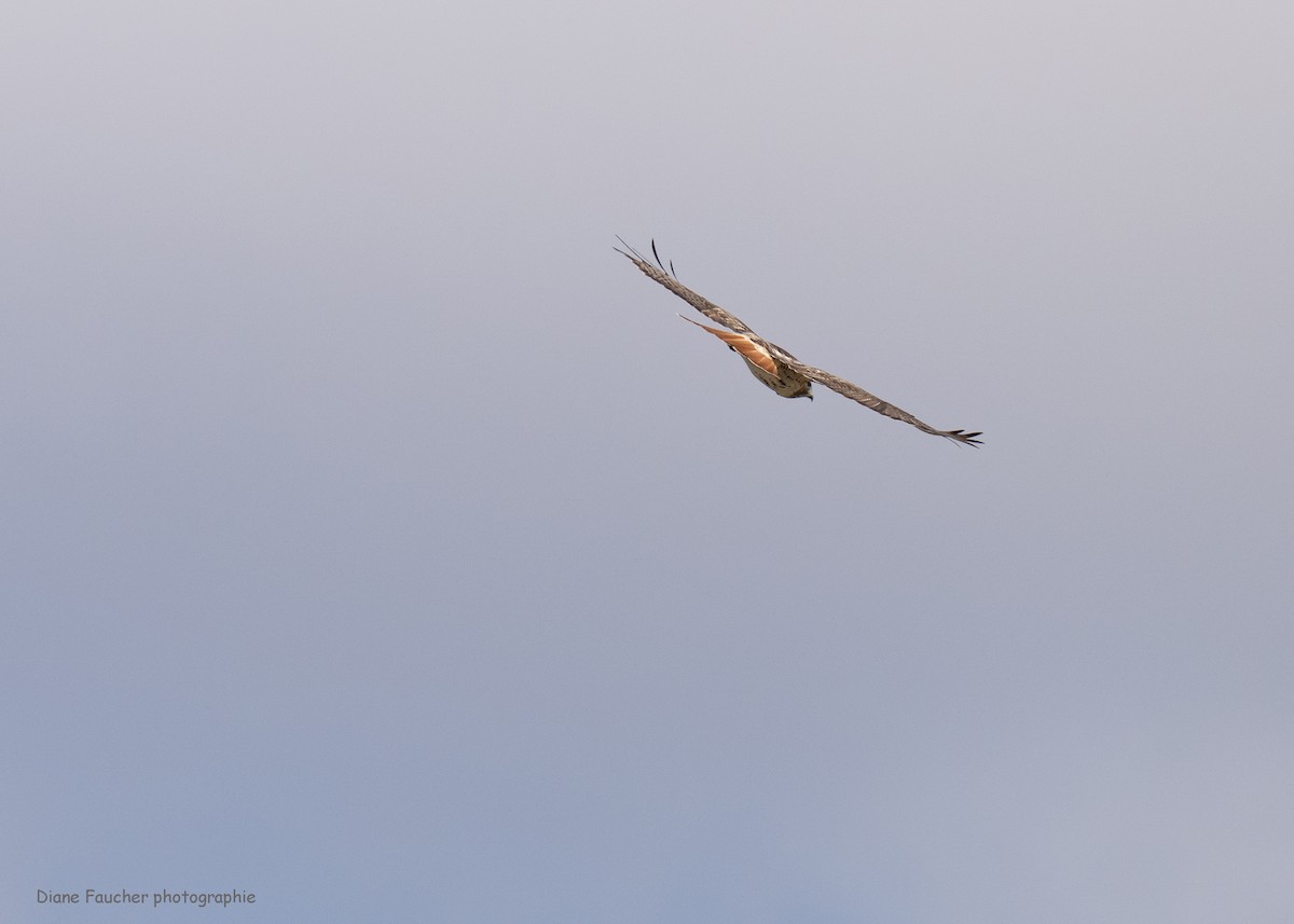 Red-tailed Hawk - ML617730412