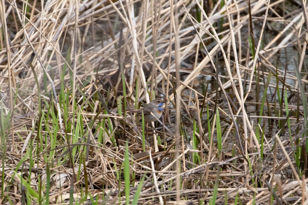 Bluethroat - Anna Khristichenko