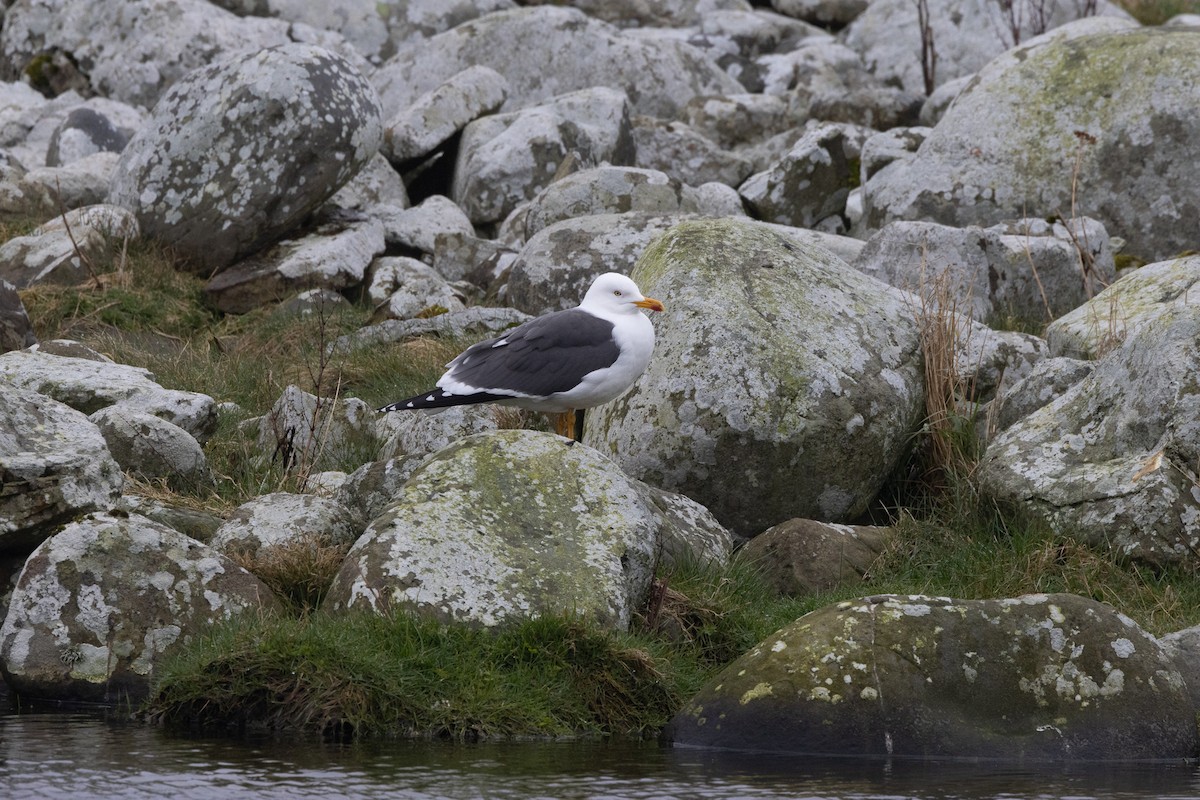 Lesser Black-backed Gull - ML617730466