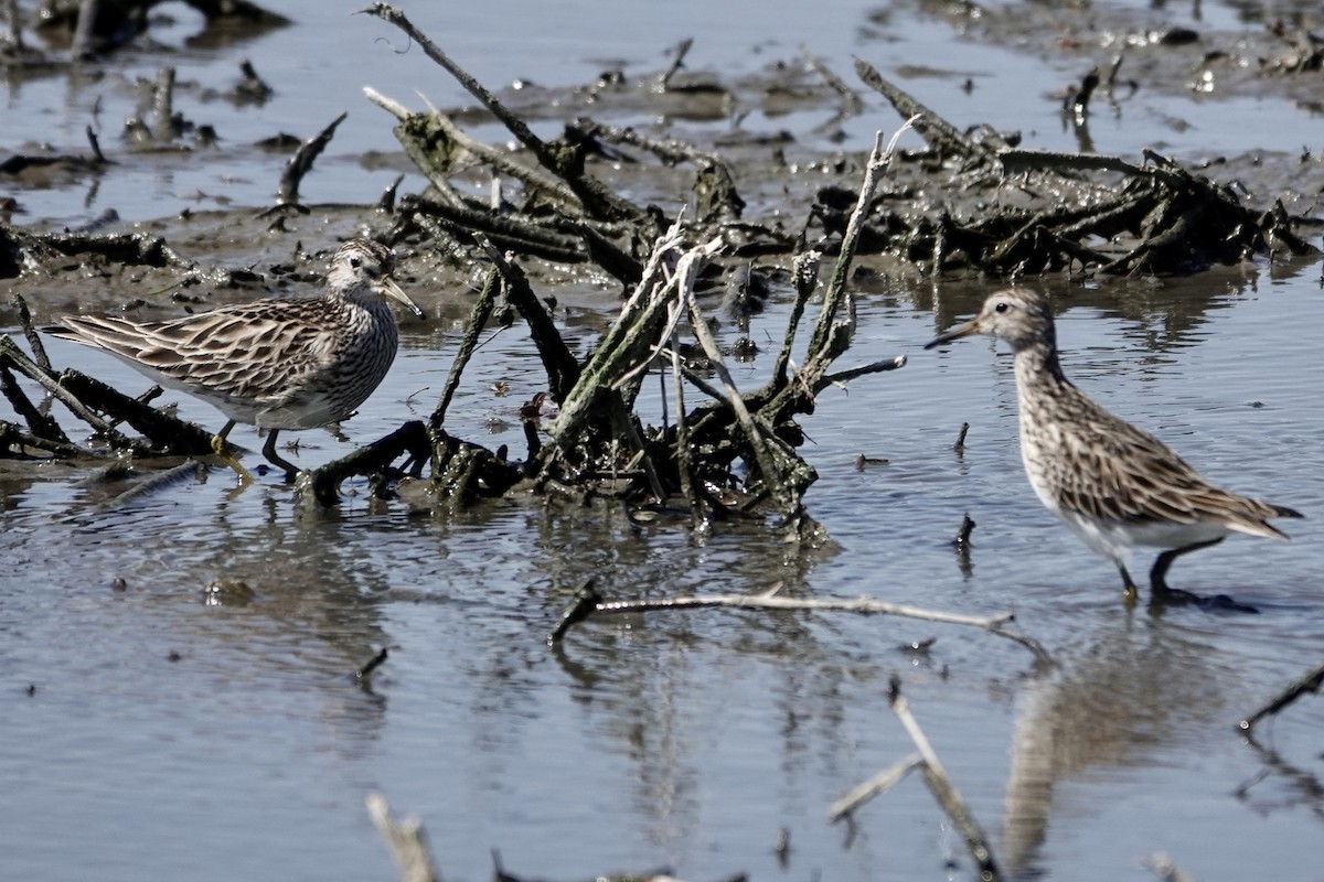 Pectoral Sandpiper - John Besser