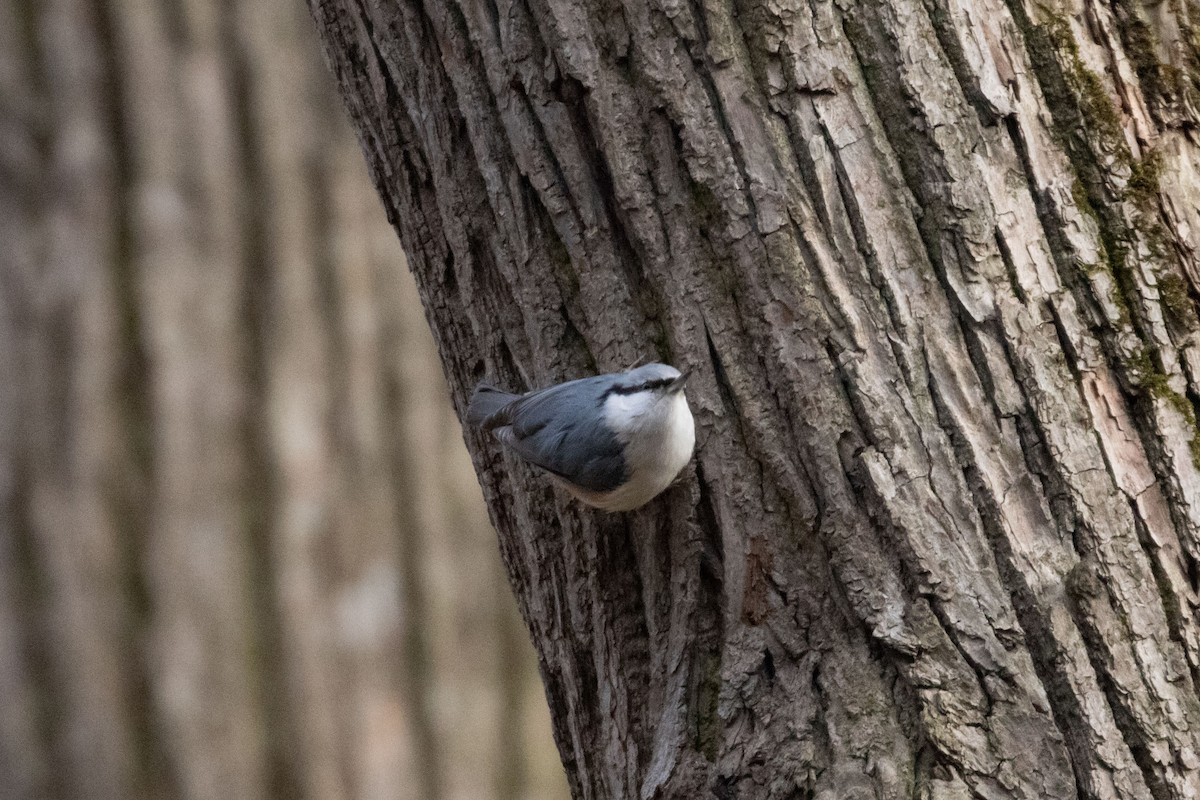 Eurasian Nuthatch - Anna Khristichenko