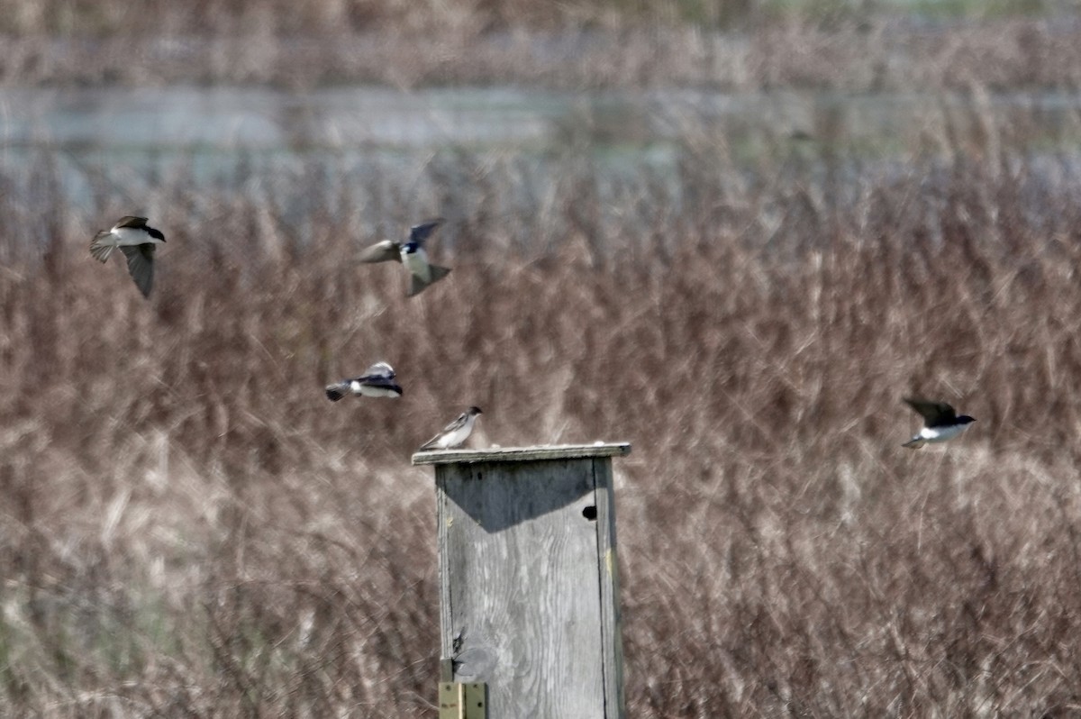 Tree Swallow - John Besser