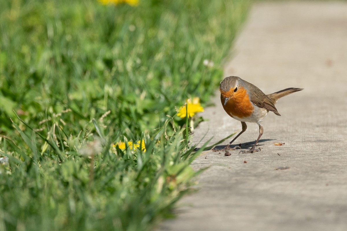 European Robin - ML617730555