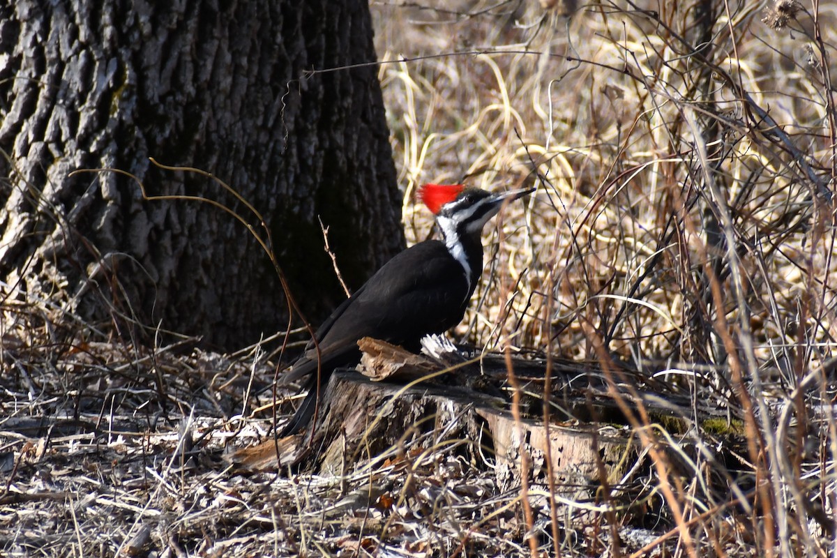 Pileated Woodpecker - ML617730558