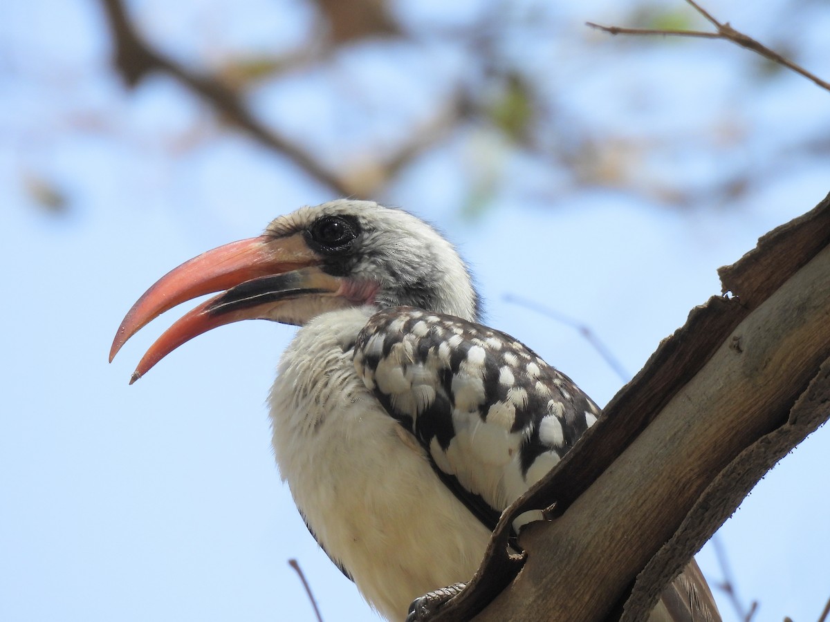 Western Red-billed Hornbill - Toby Phelps
