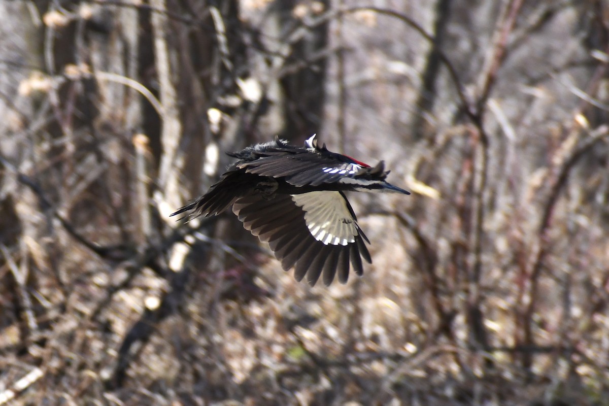 Pileated Woodpecker - ML617730566