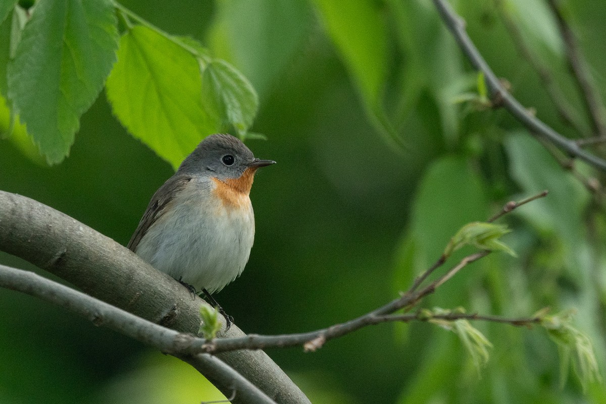 Red-breasted Flycatcher - ML617730572