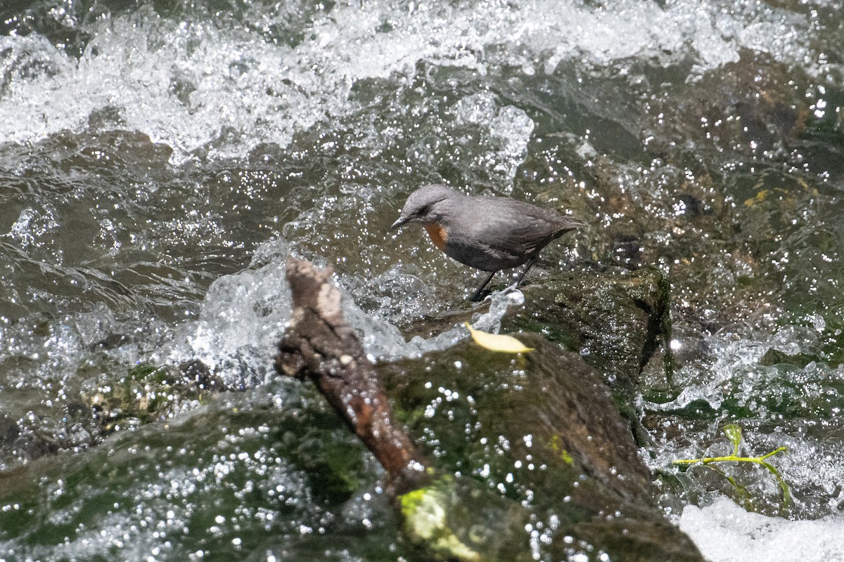 Rufous-throated Dipper - ML617730575