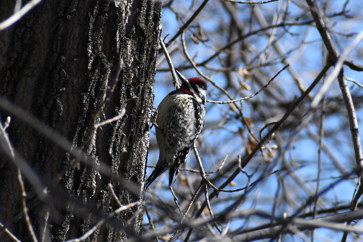 Yellow-bellied Sapsucker - ML617730584