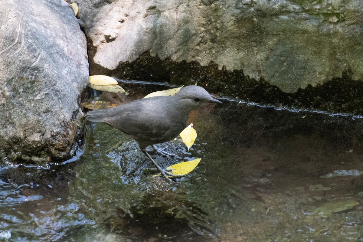 Rufous-throated Dipper - ML617730585