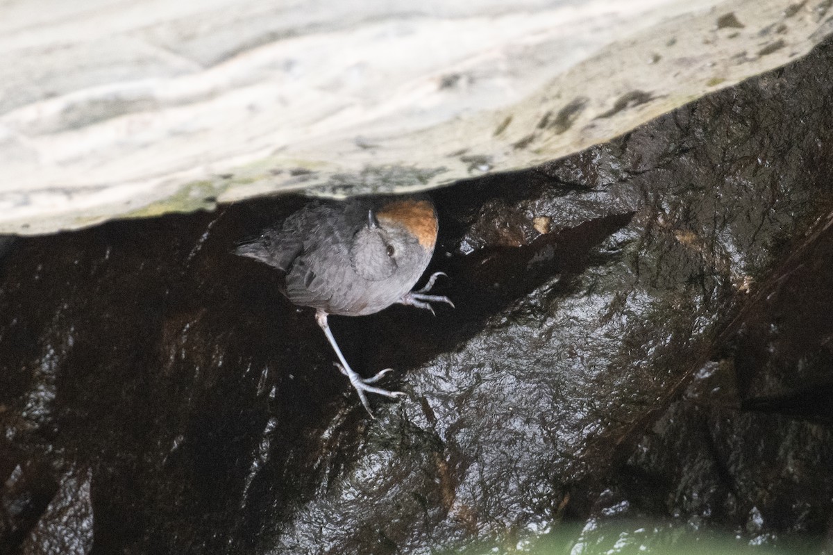 Rufous-throated Dipper - ML617730587