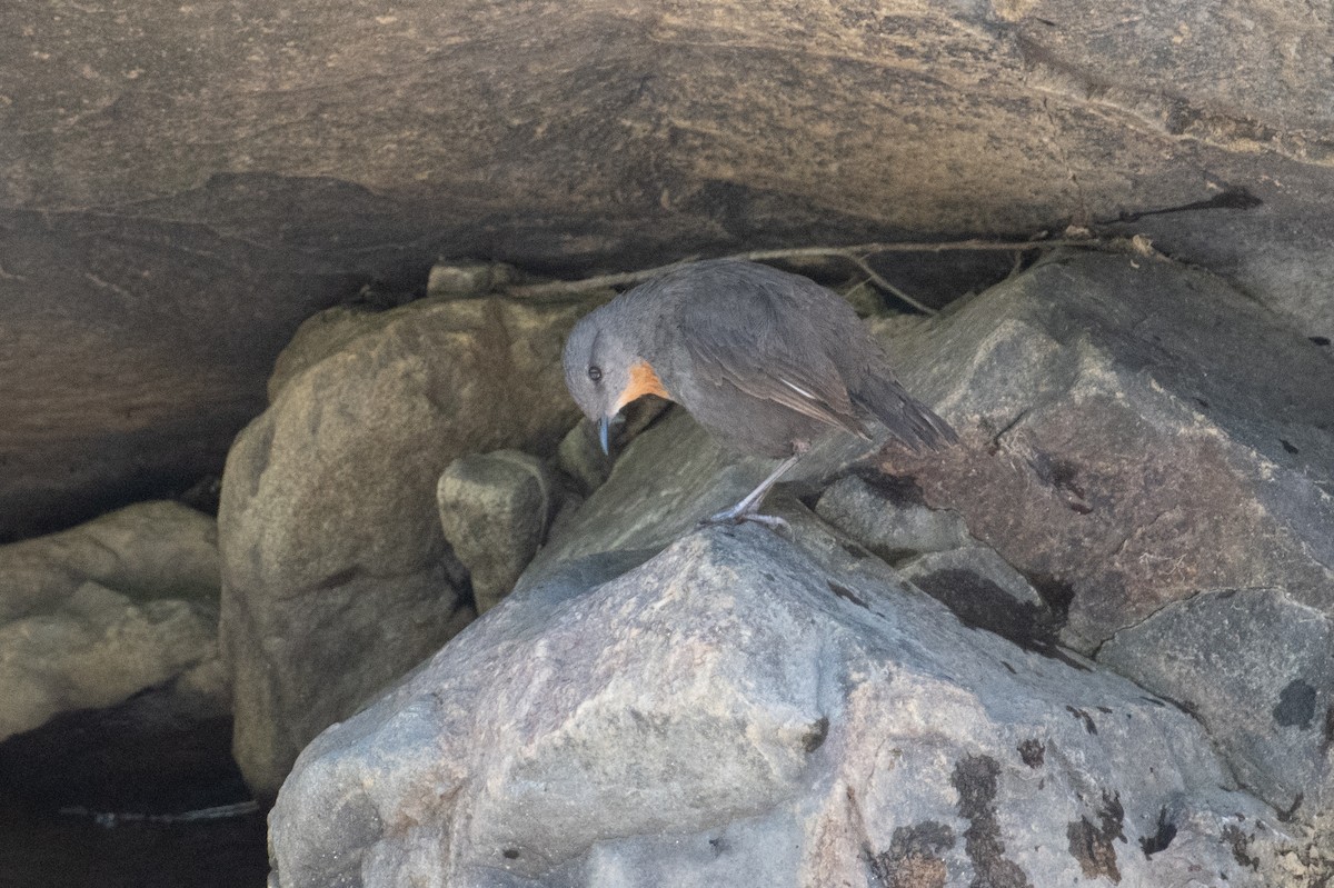 Rufous-throated Dipper - ML617730604