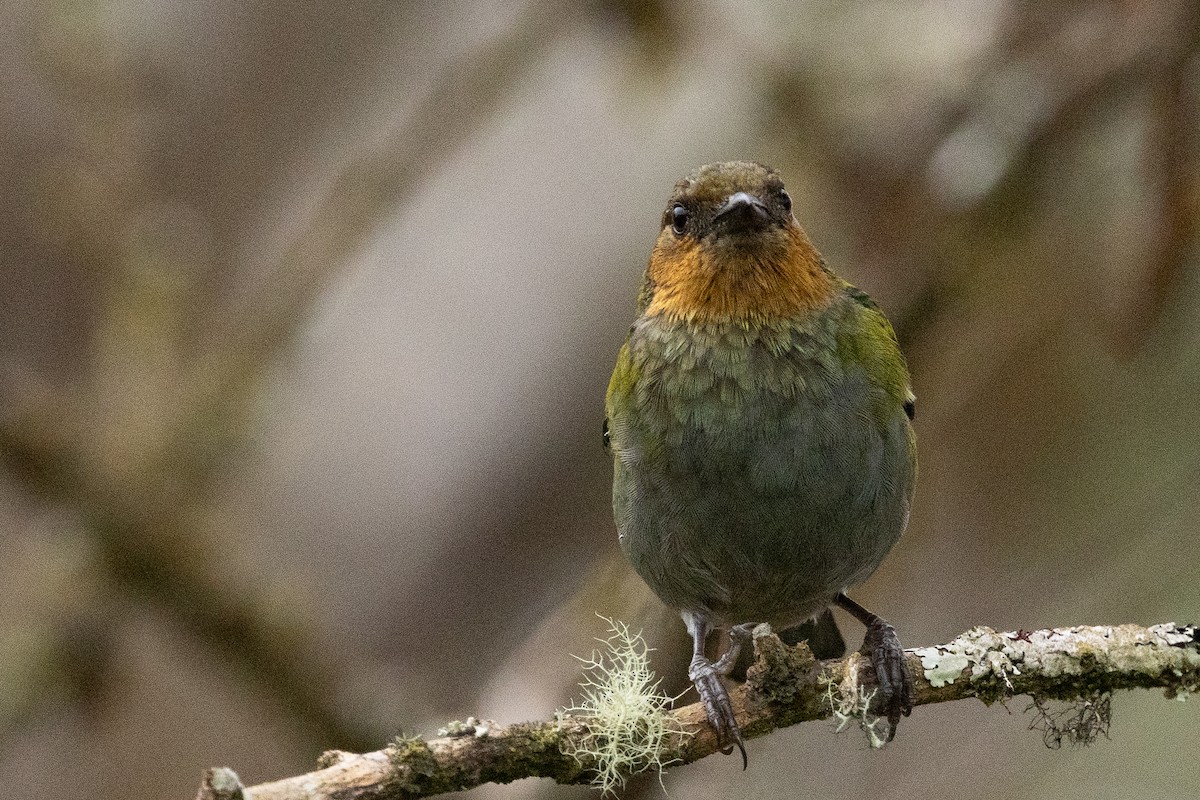 Silvery Tanager - ML617730612