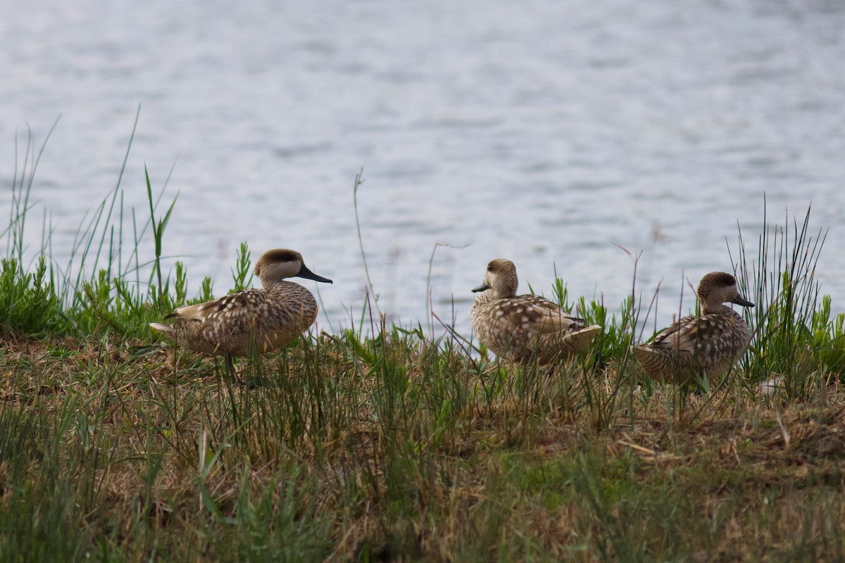 Marbled Duck - Oscar Danielson